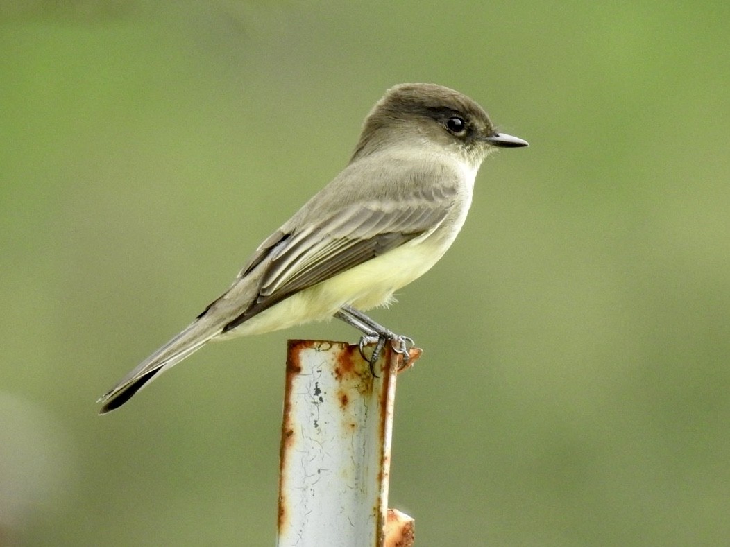 Eastern Phoebe - Karen Seward