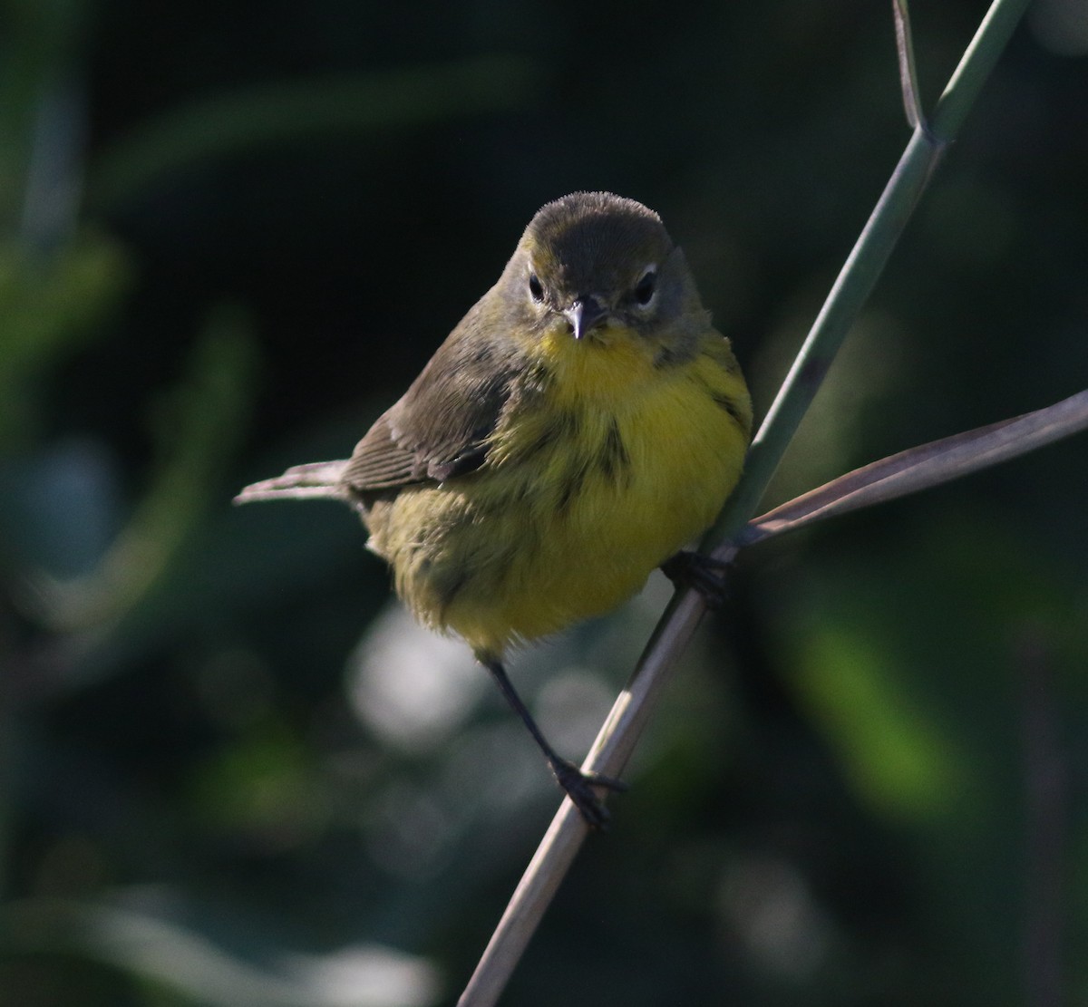 Prairie Warbler - ML268607441