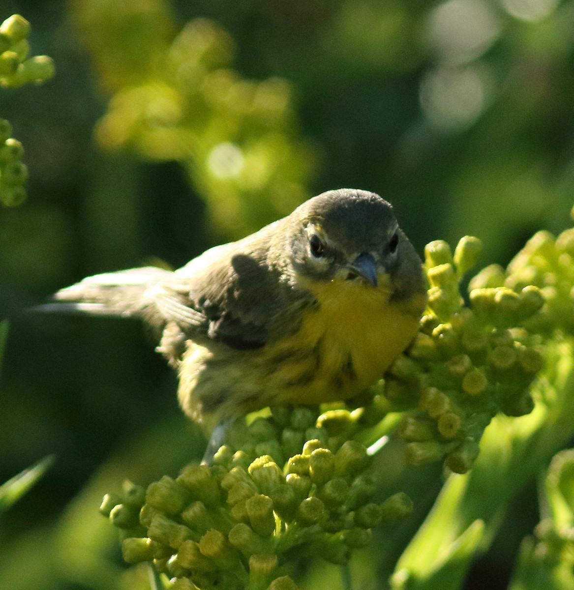 Prairie Warbler - ML268607651