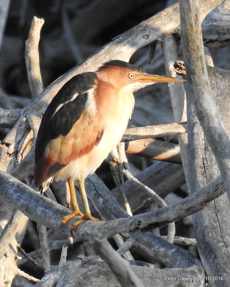 Least Bittern - ML26860811