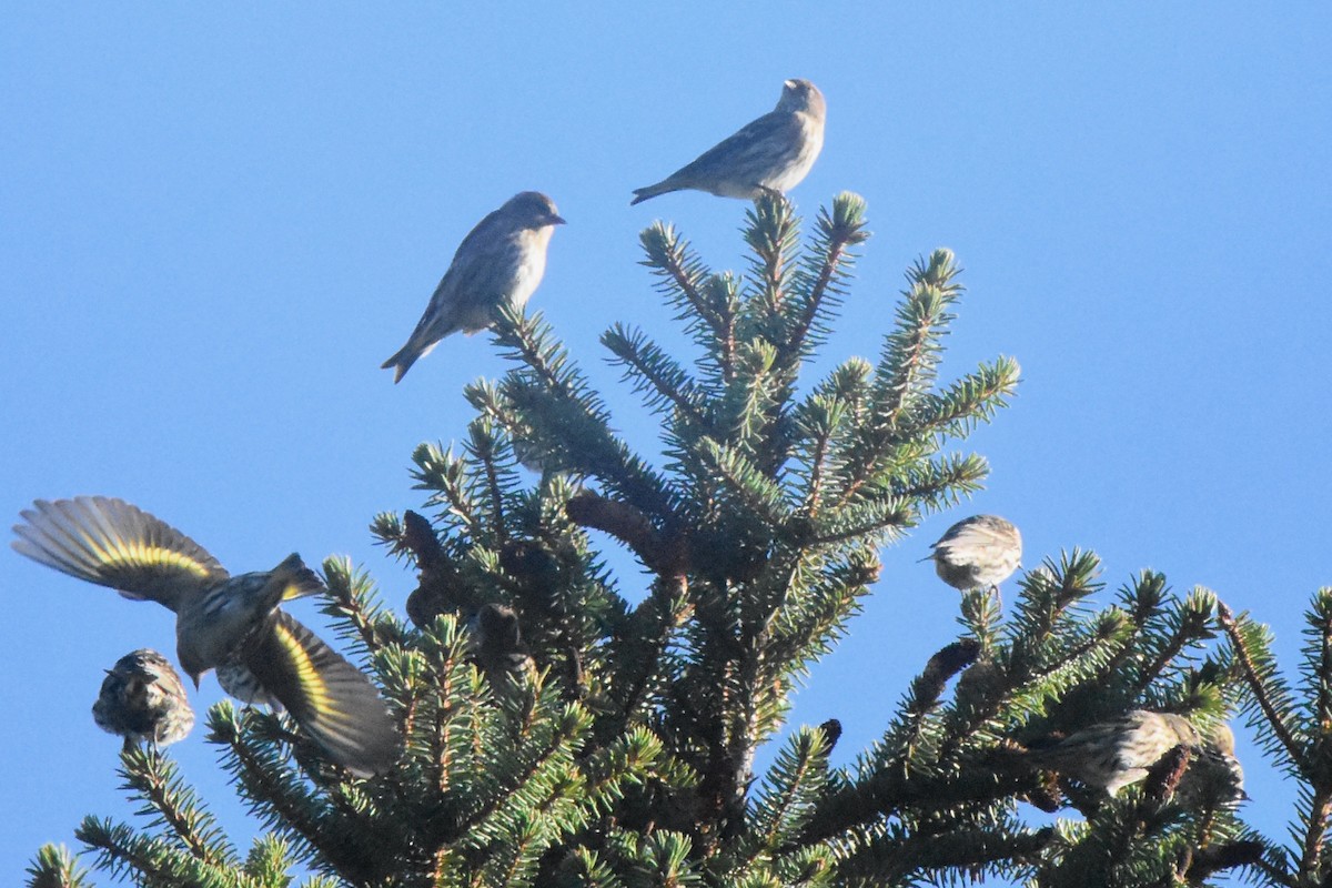 Pine Siskin - ML268609901