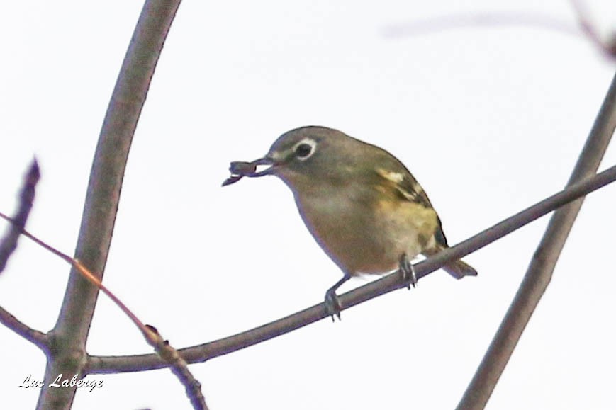 Blue-headed Vireo - Luc Laberge