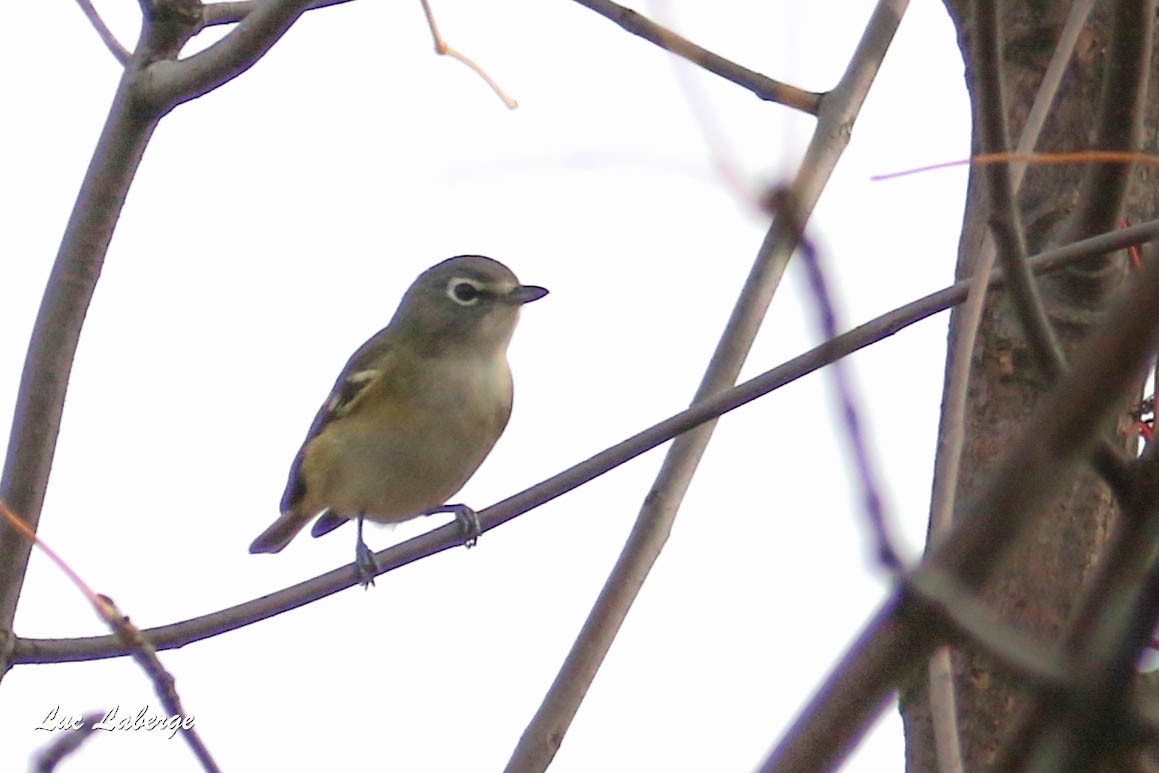 Blue-headed Vireo - Luc Laberge