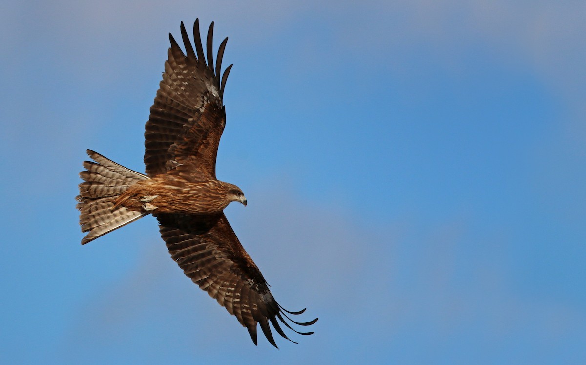 Black Kite - ML26861311