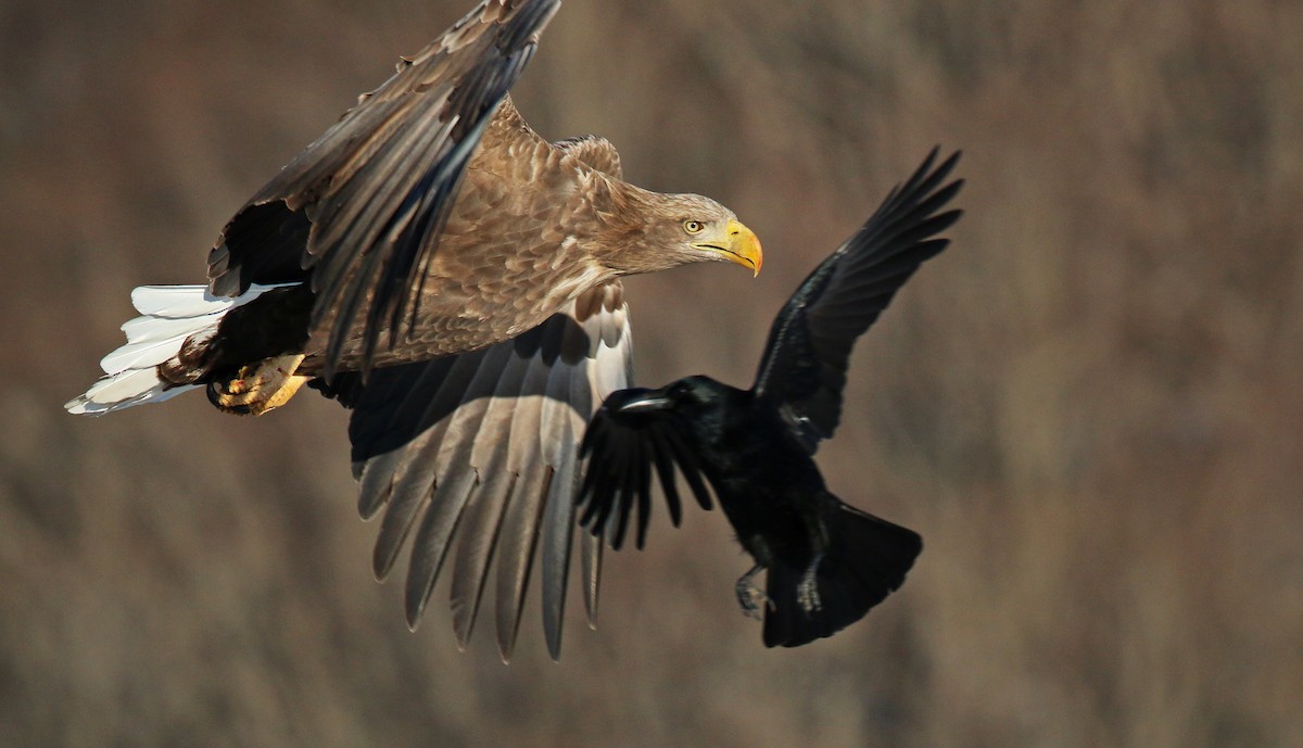 White-tailed Eagle - ML26861341