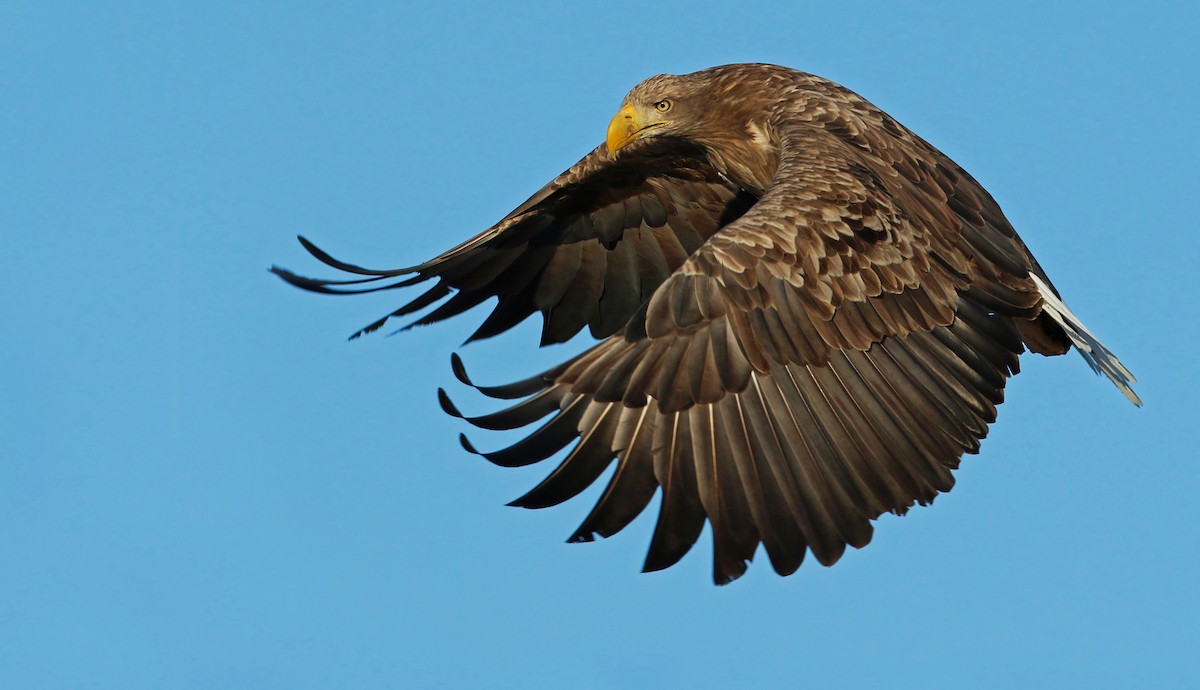 White-tailed Eagle - ML26861351