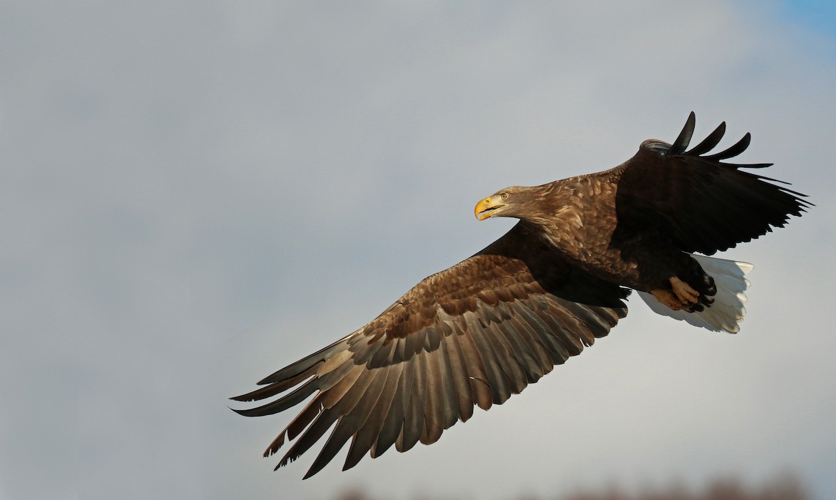 White-tailed Eagle - ML26861361