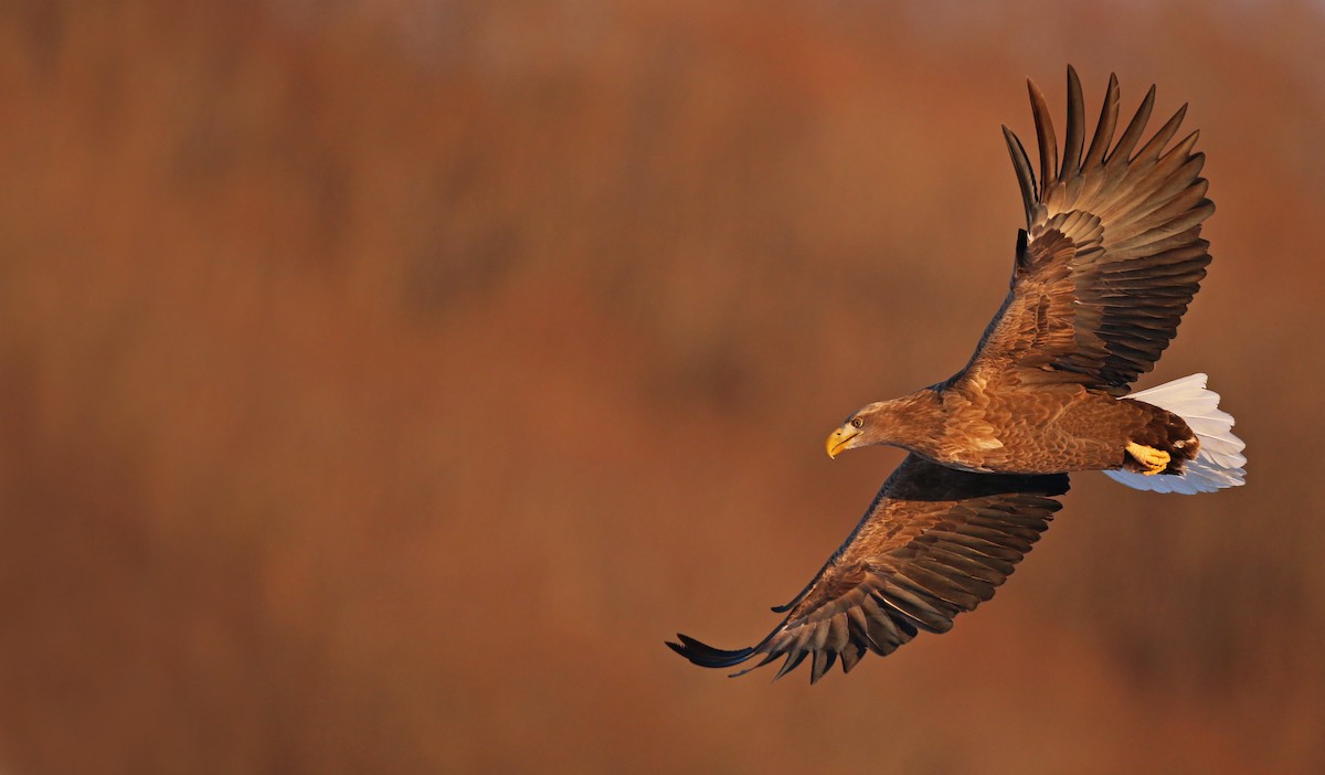 White-tailed Eagle - ML26861371