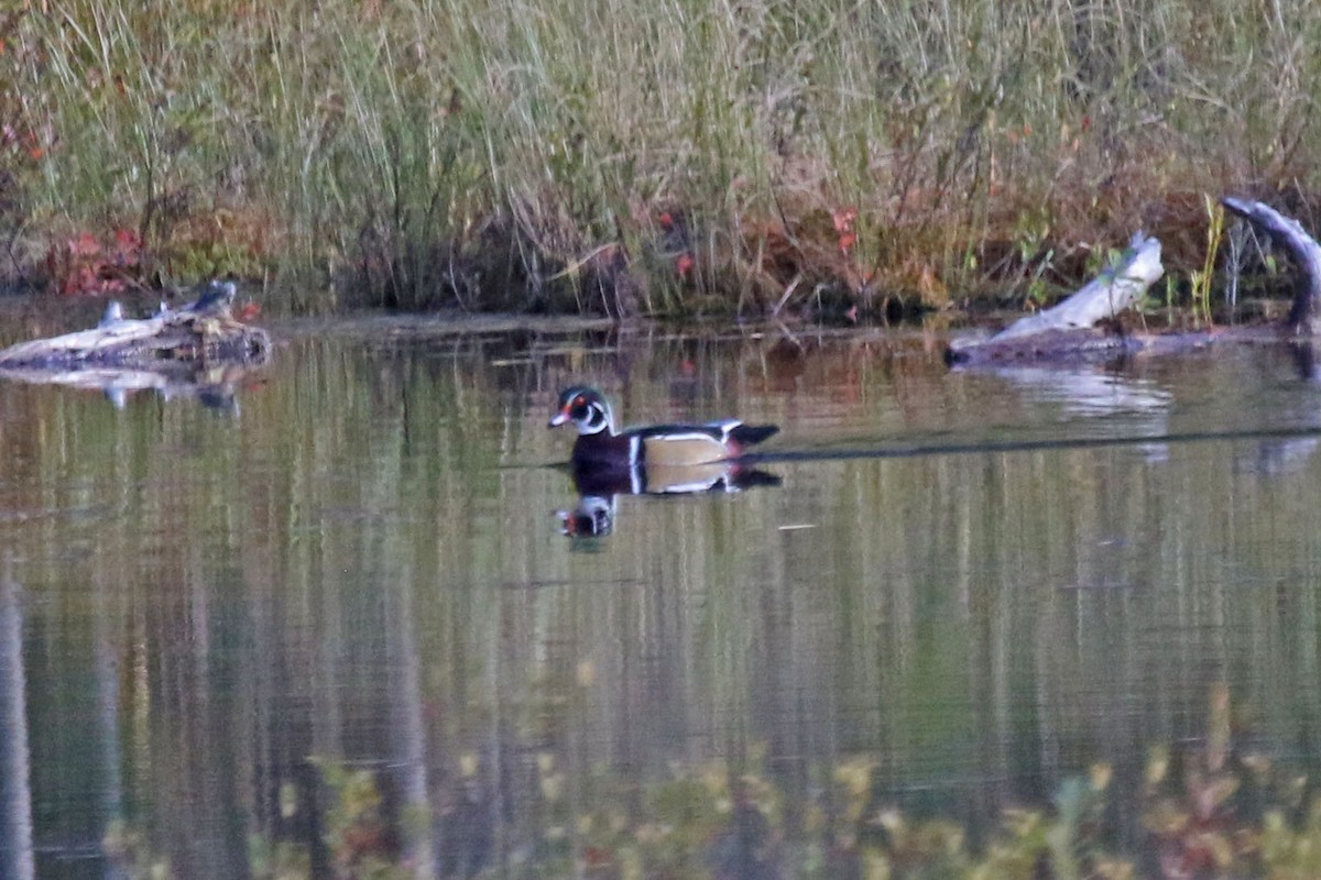 Wood Duck - ML268613771