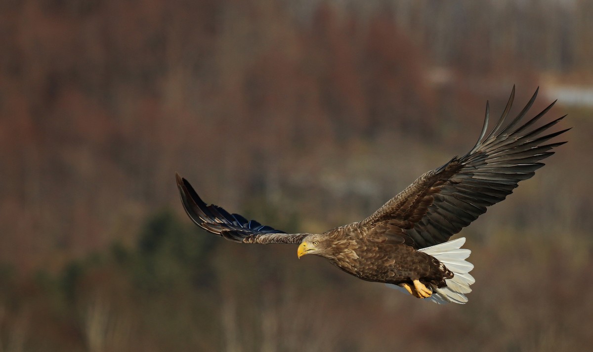 White-tailed Eagle - ML26861381