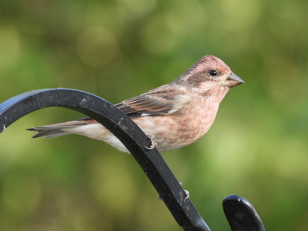 Purple Finch - ML268614031