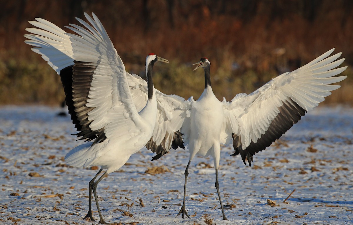 Red-crowned Crane - ML26861481