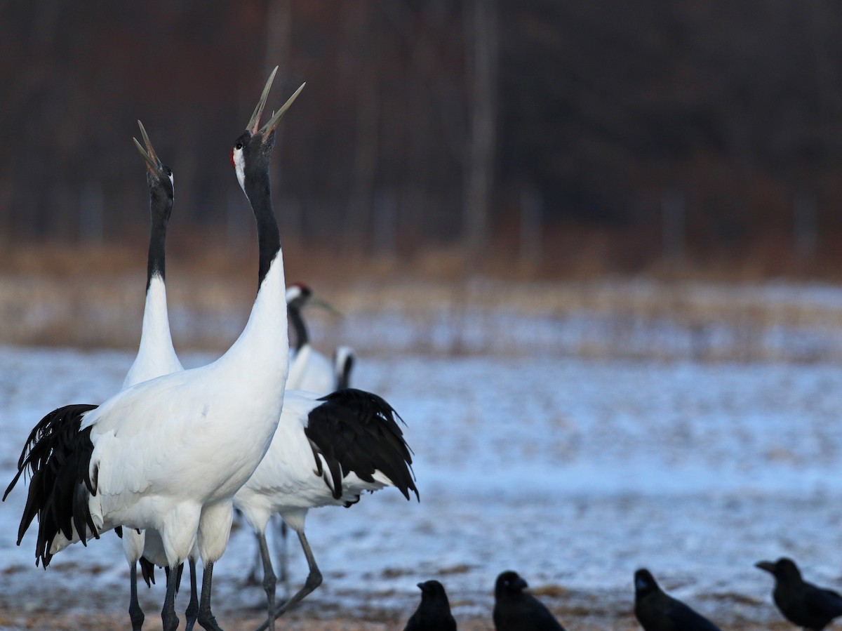 Red-crowned Crane - ML26861551