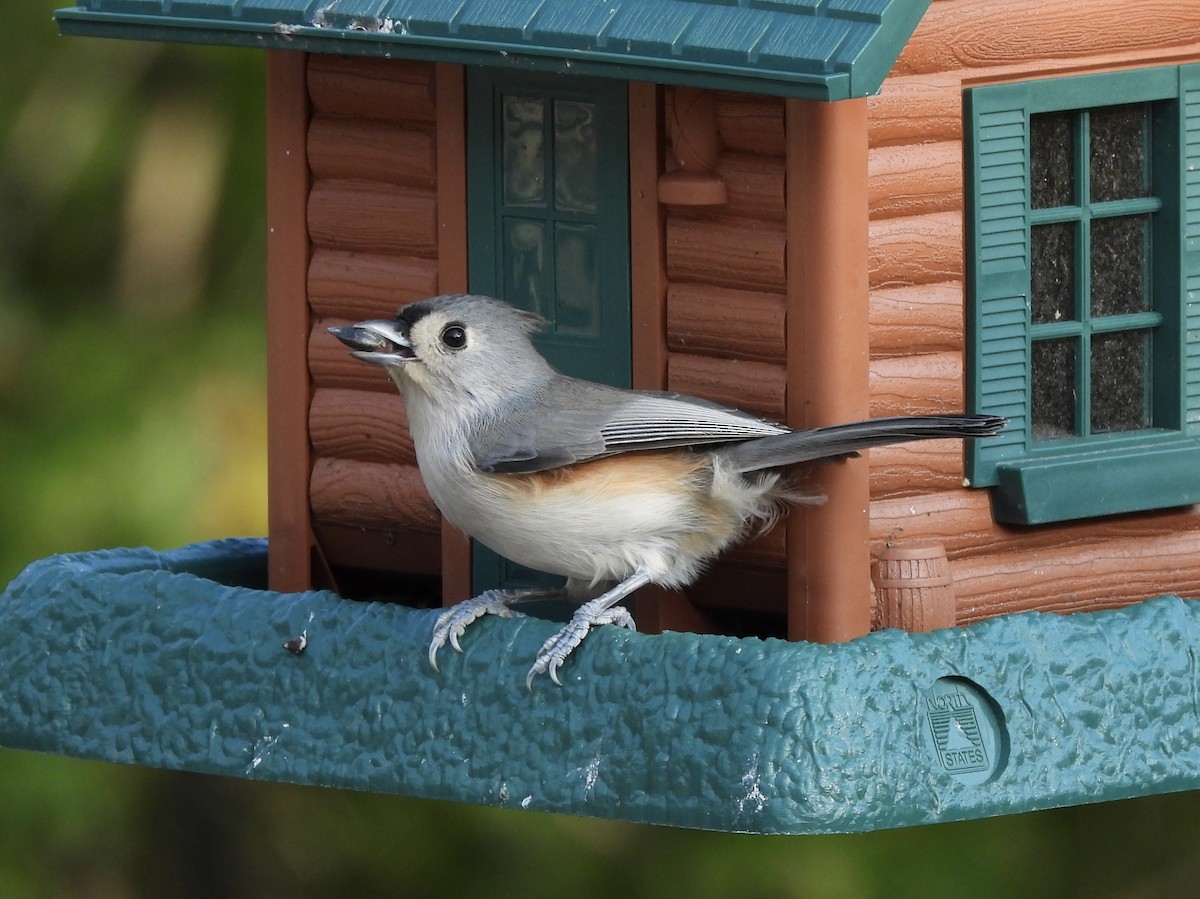 Tufted Titmouse - ML268615591