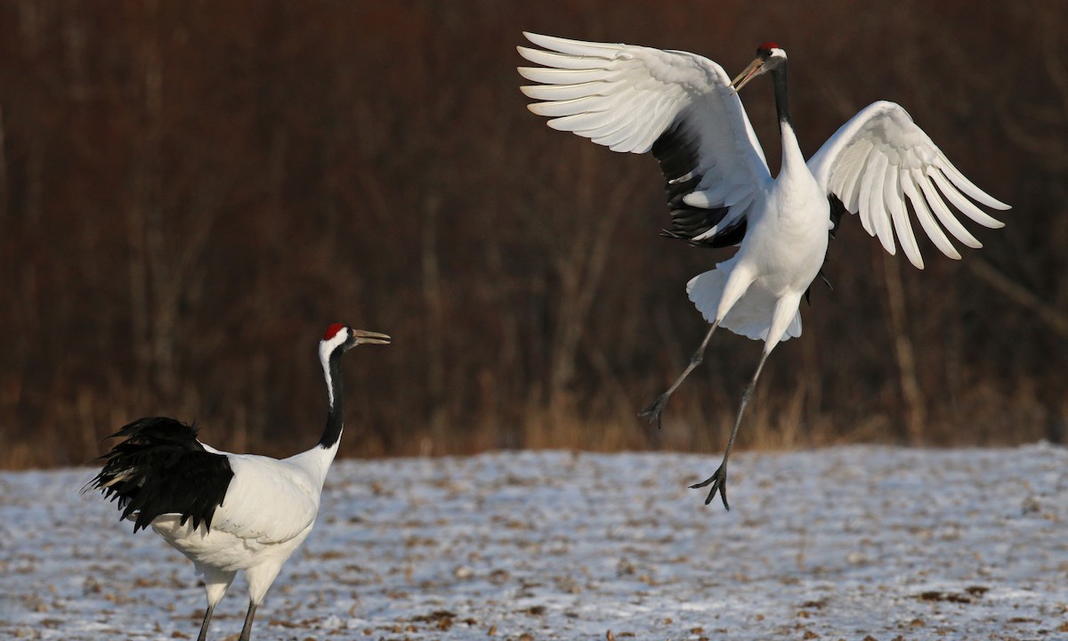 Red-crowned Crane - ML26861561