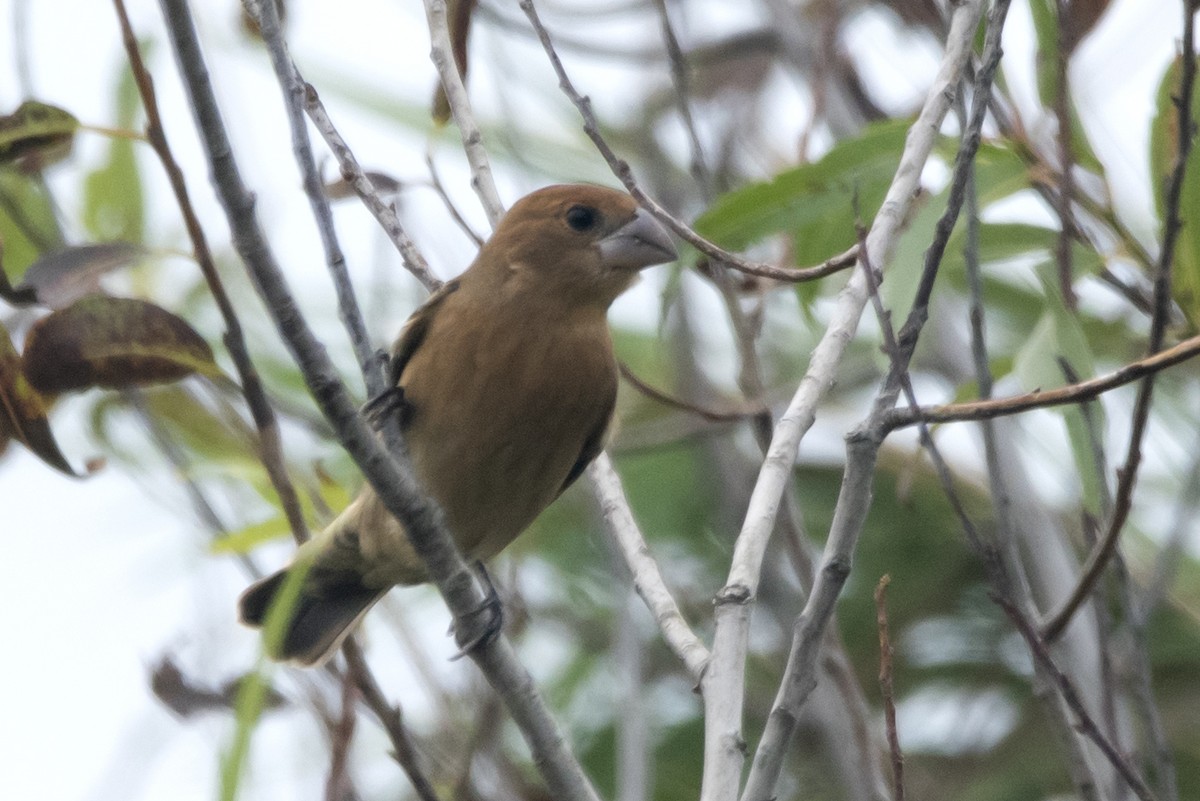 Blue Grosbeak - ML268616121