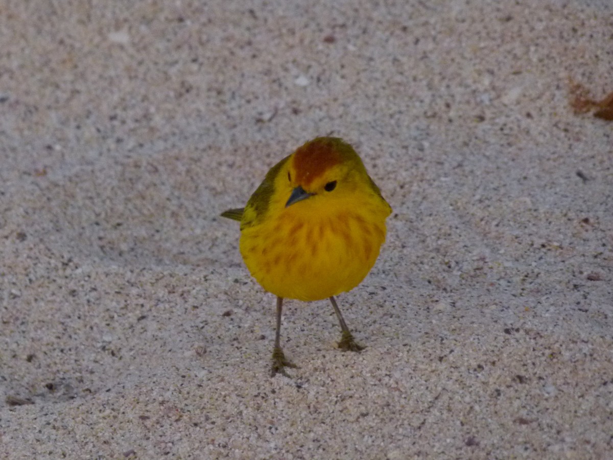 Northern/Mangrove Yellow Warbler - ML268616531