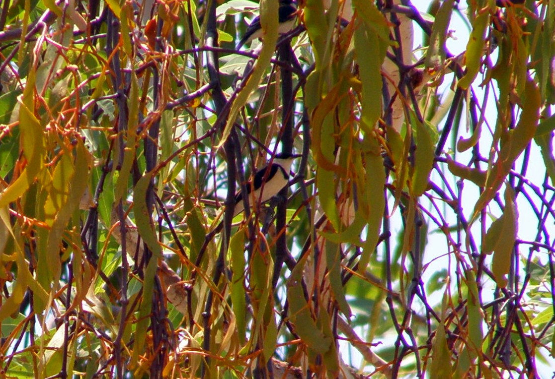 Banded Honeyeater - ML268617101