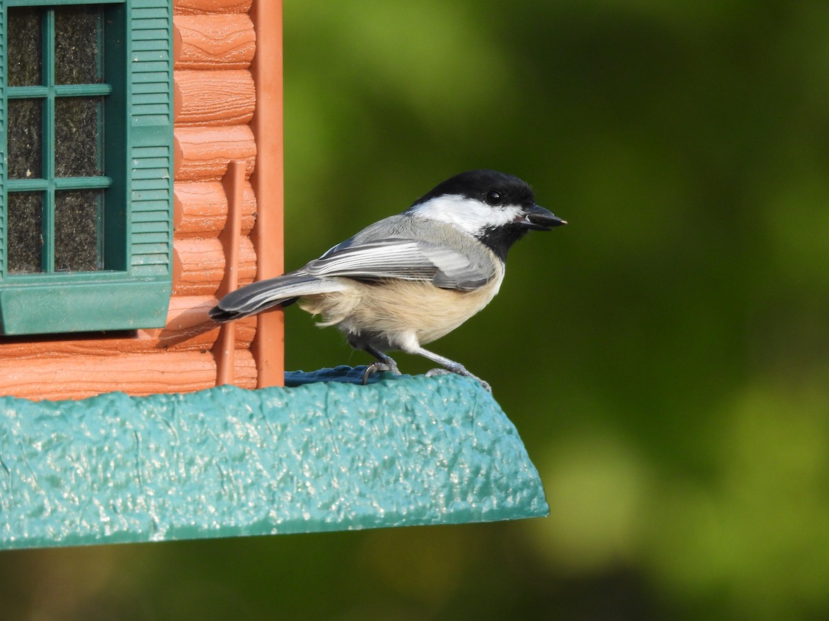 Black-capped Chickadee - ML268617181