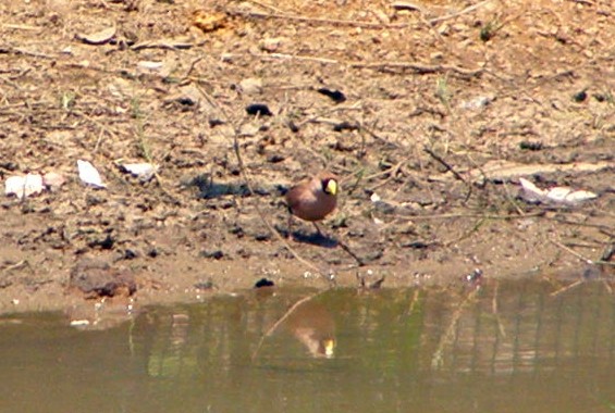 Masked Finch - ML268617961