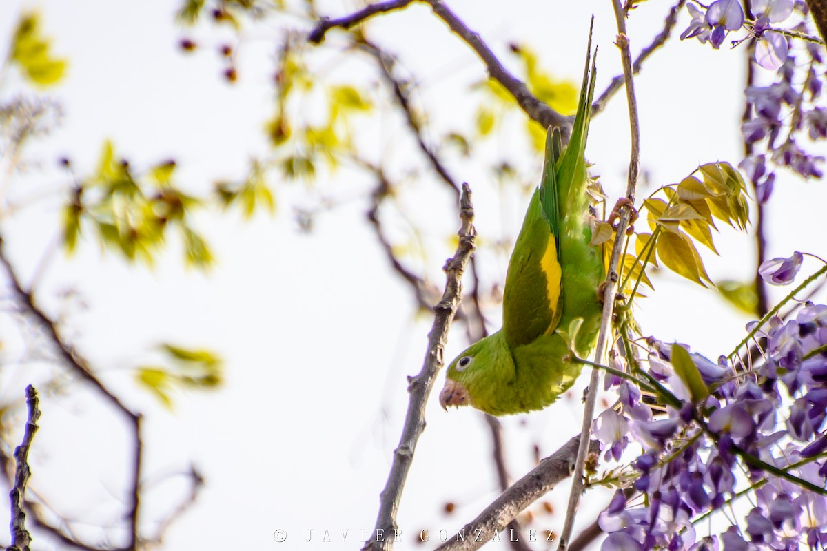 Yellow-chevroned Parakeet - ML268618091