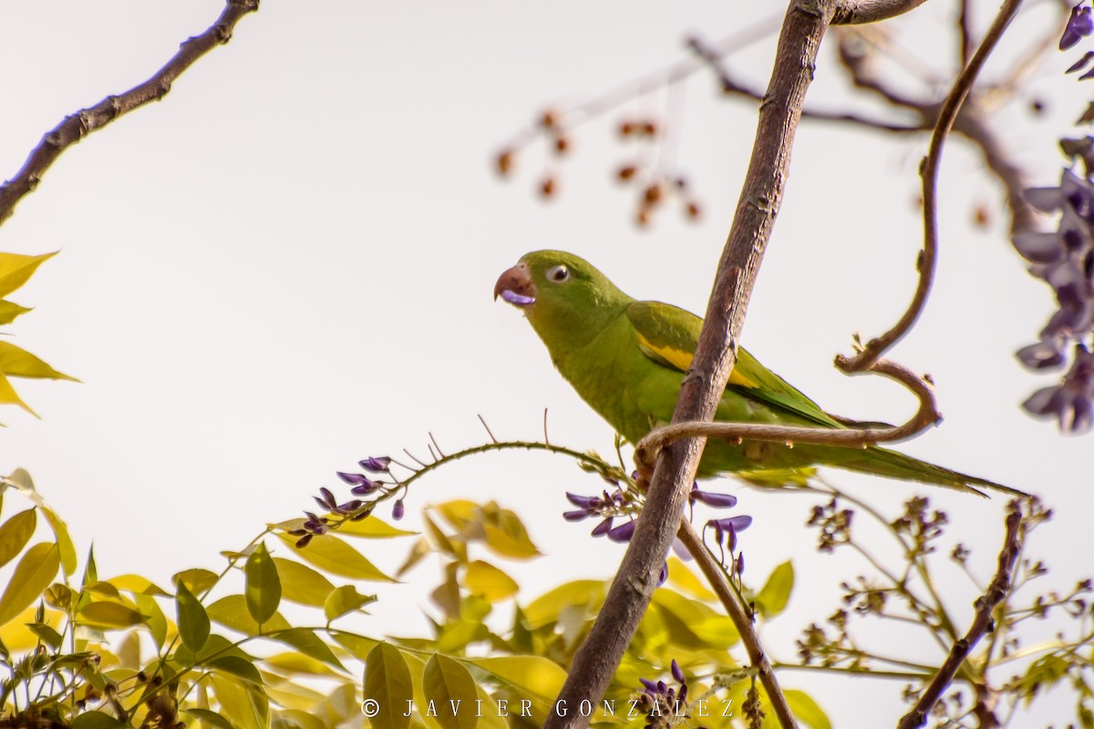 Yellow-chevroned Parakeet - ML268618111