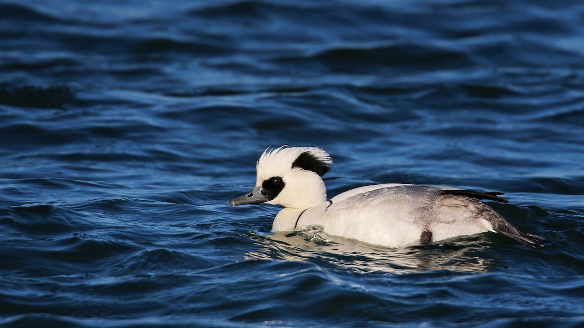 Smew - ML26861921