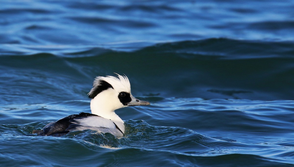 Smew - ML26861931