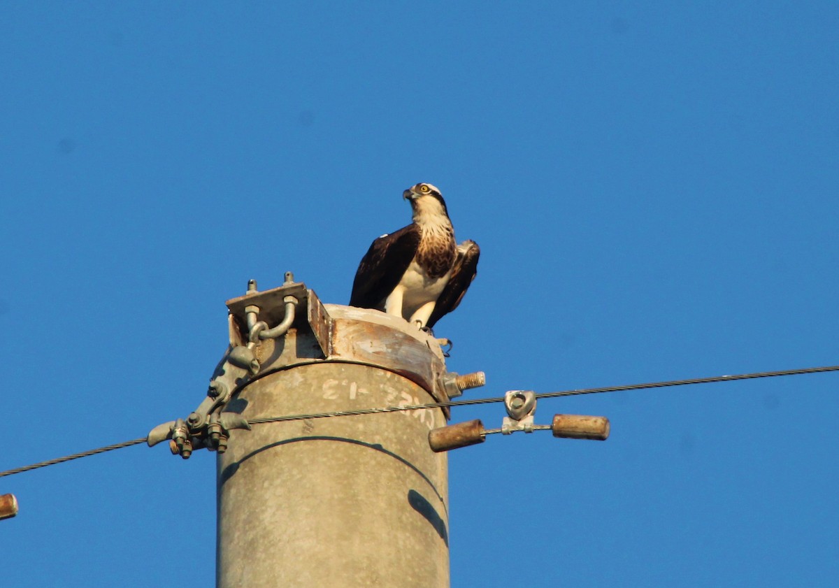 Osprey - ML268619871