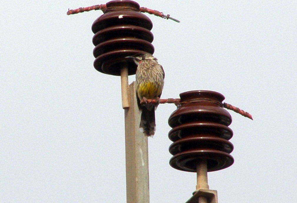 Red Wattlebird - ML268620221