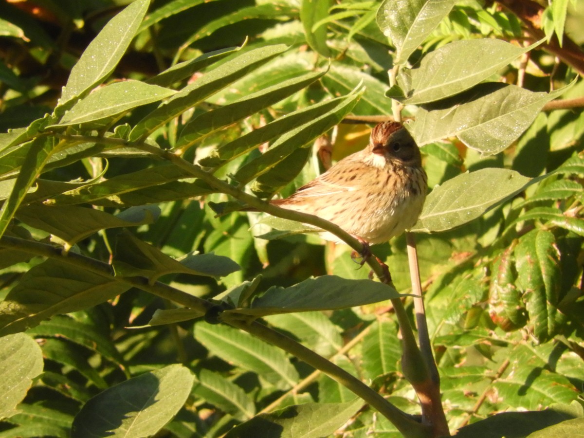 Lincoln's Sparrow - ML268620621