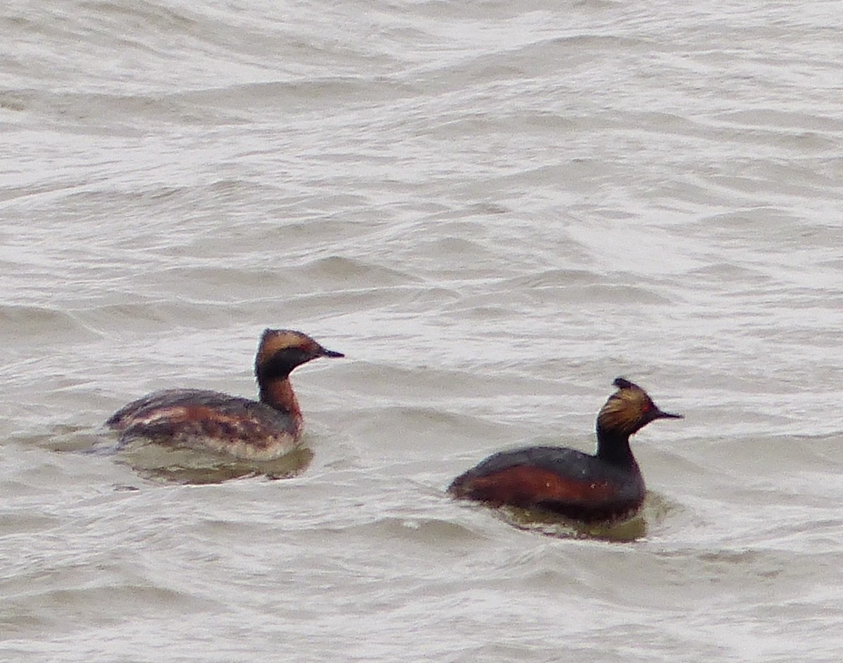 Eared Grebe - ML26862071