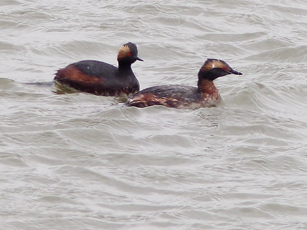 Eared Grebe - ML26862091