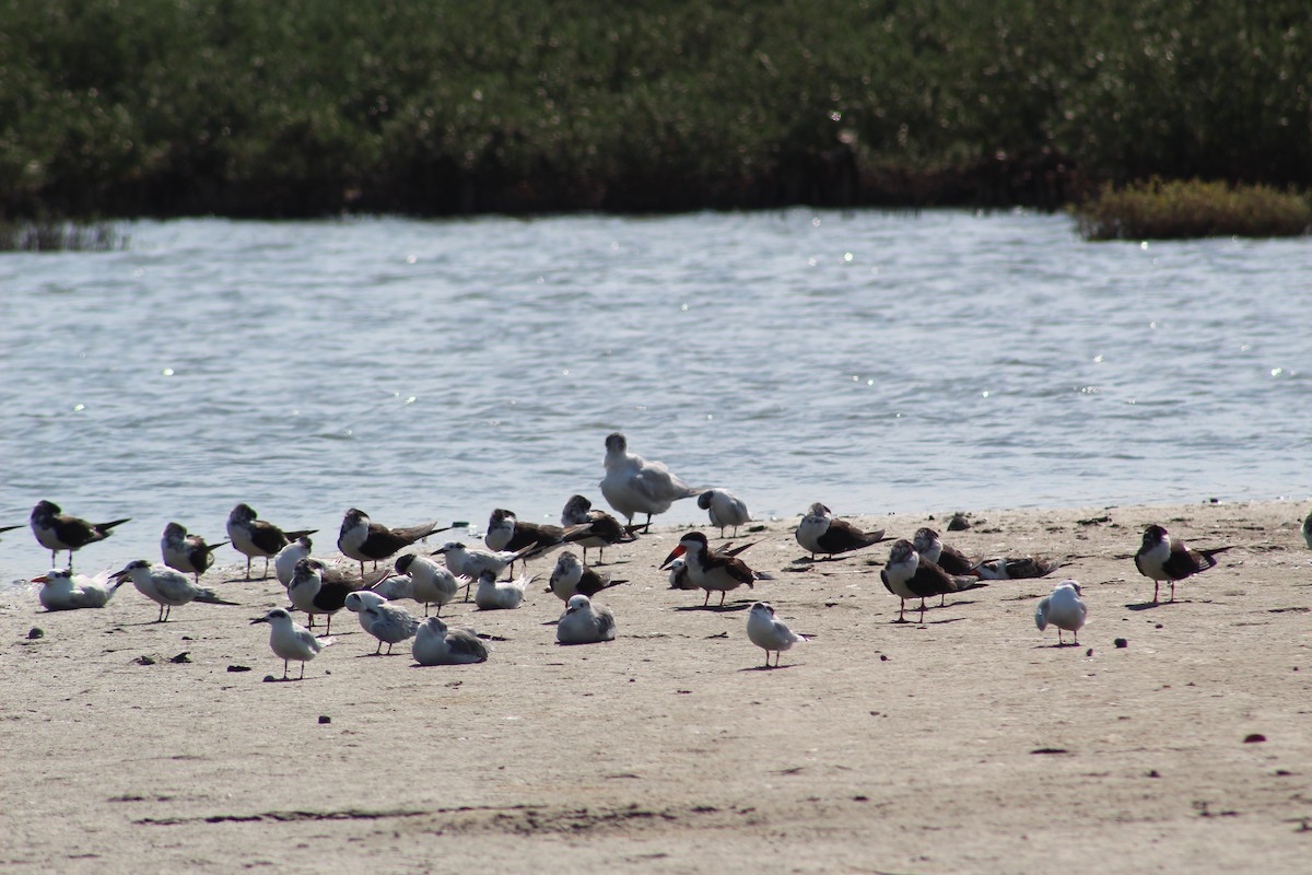 Forster's Tern - Bobby  Schat