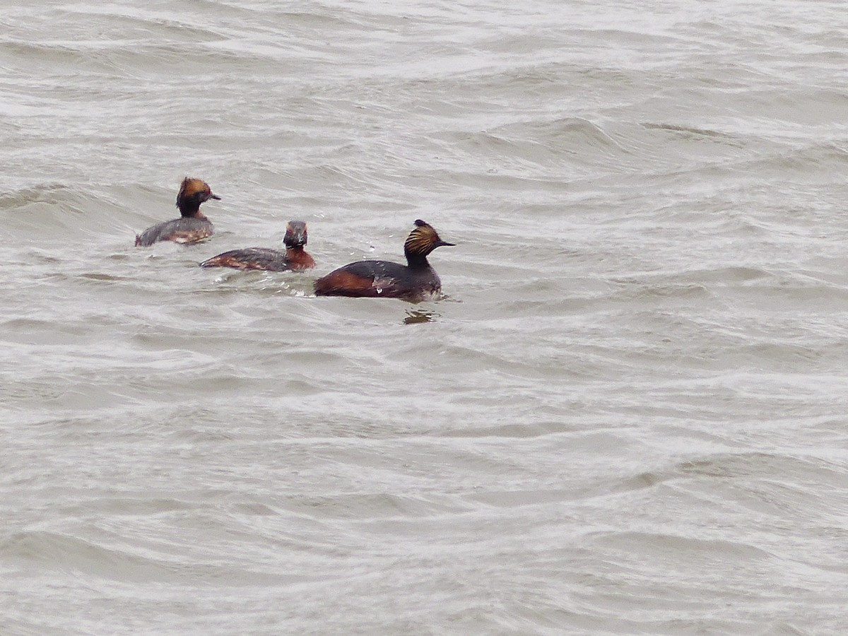 Eared Grebe - ML26862111