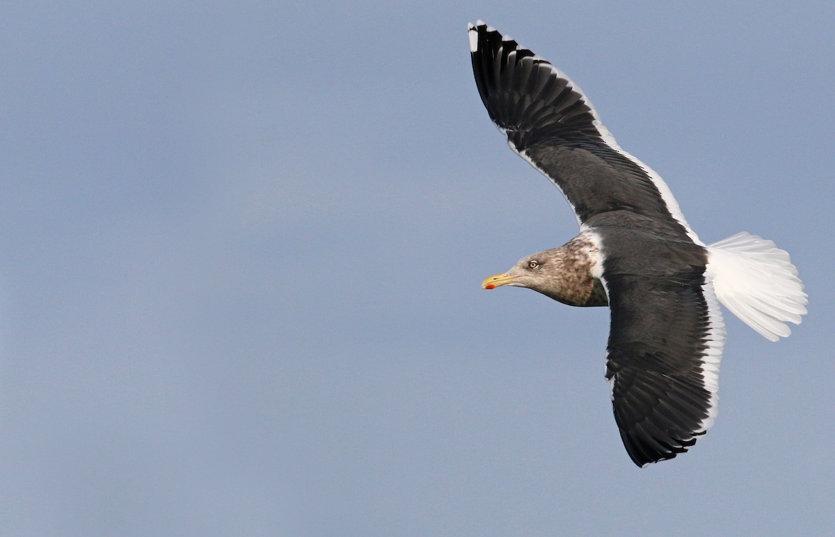 Slaty-backed Gull - Ian Davies