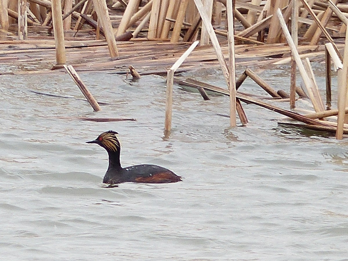 Eared Grebe - ML26862311