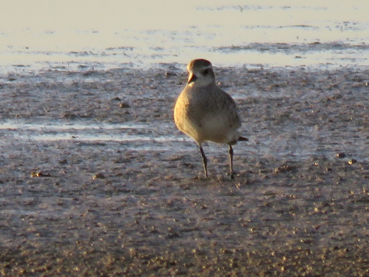 American Golden-Plover - ML26862431