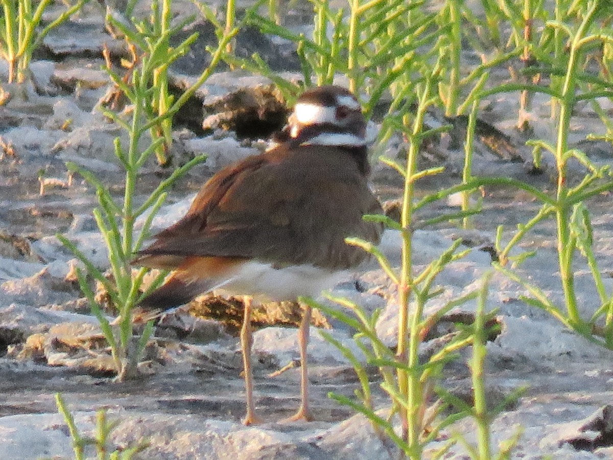 Killdeer - ML26862451