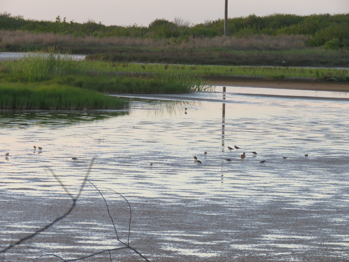 Wiesenstrandläufer - ML26862491