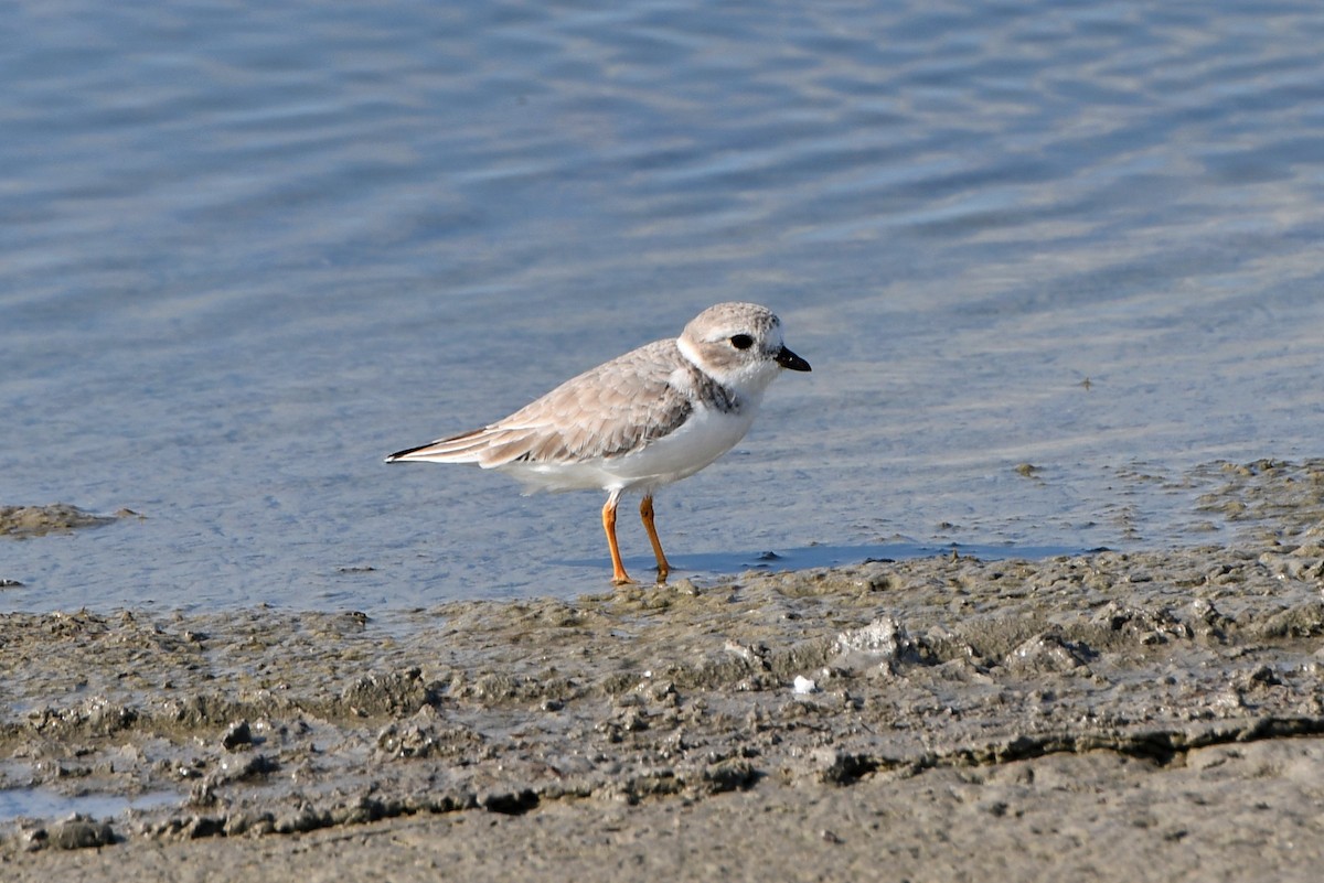 Piping Plover - Nate Badger