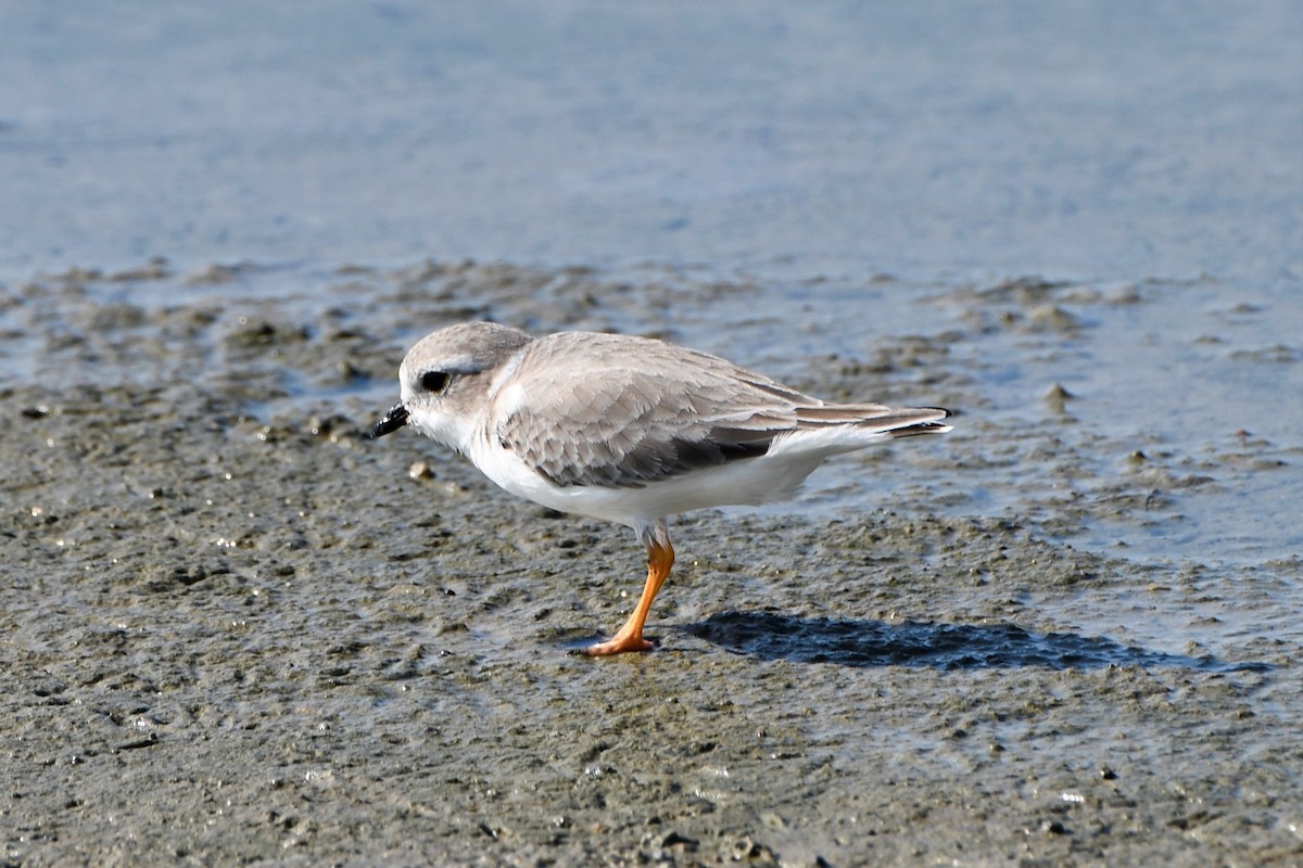 Piping Plover - Nate Badger