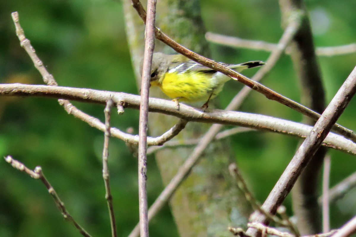 Magnolia Warbler - ML268631961