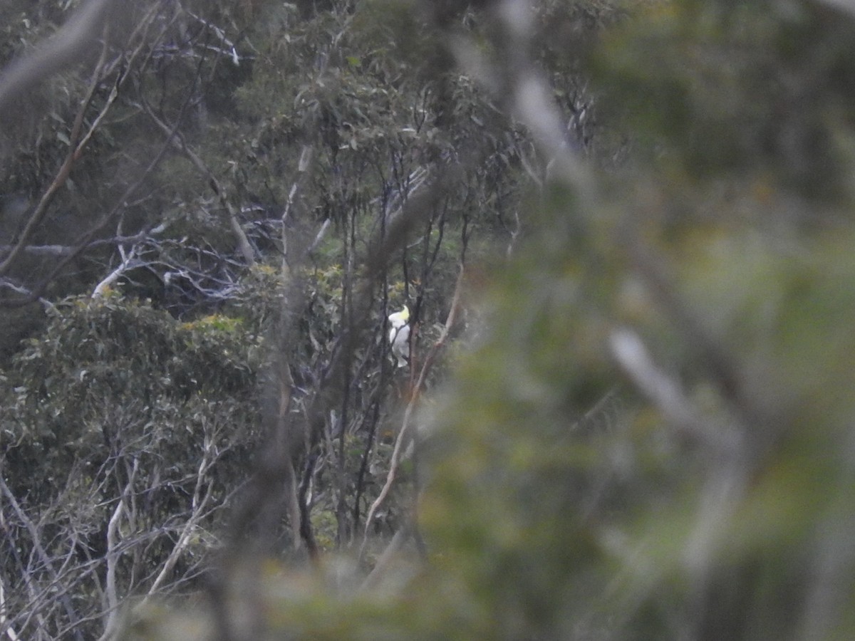 Sulphur-crested Cockatoo - ML268632501