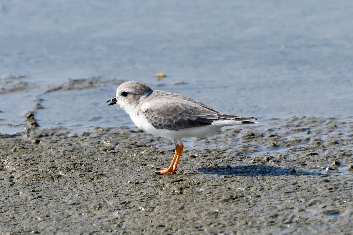 Piping Plover - Nate Badger