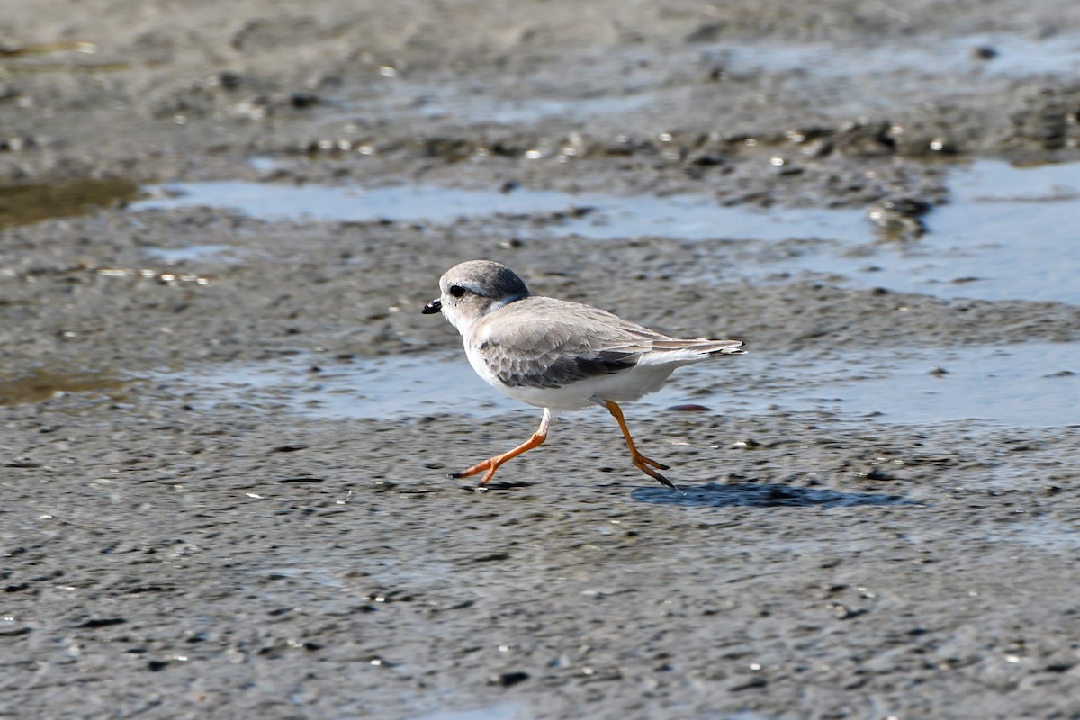 Piping Plover - Nate Badger