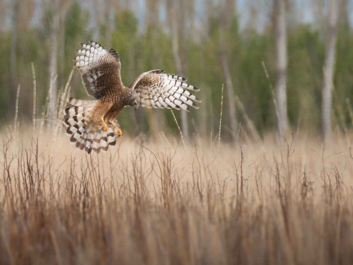 Cinereous Harrier - ML268633901