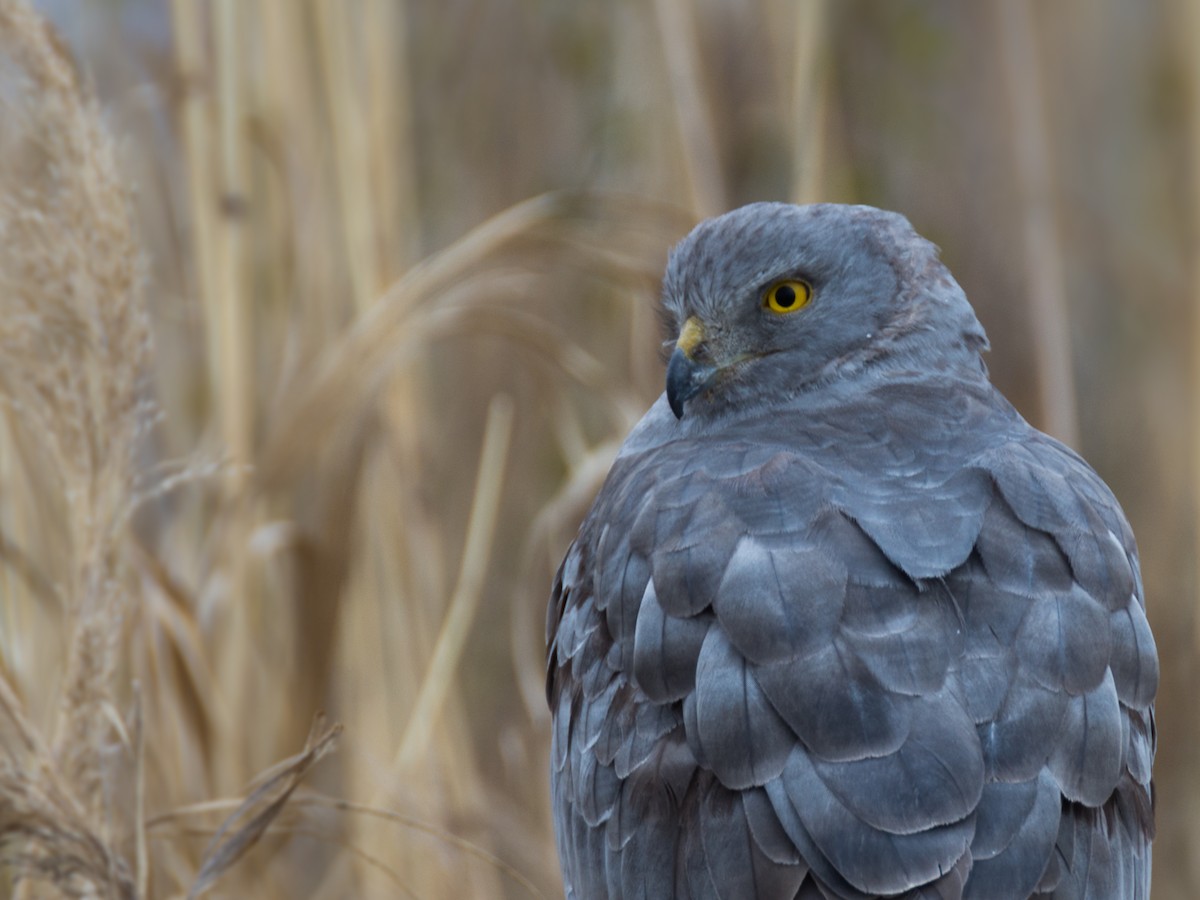 Cinereous Harrier - ML268633931