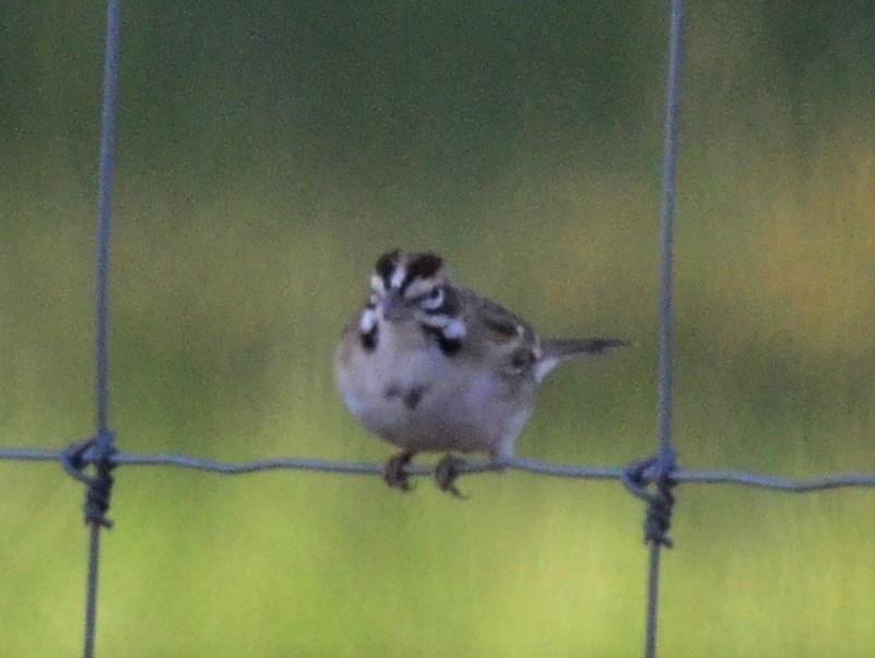 Lark Sparrow - ML268634831