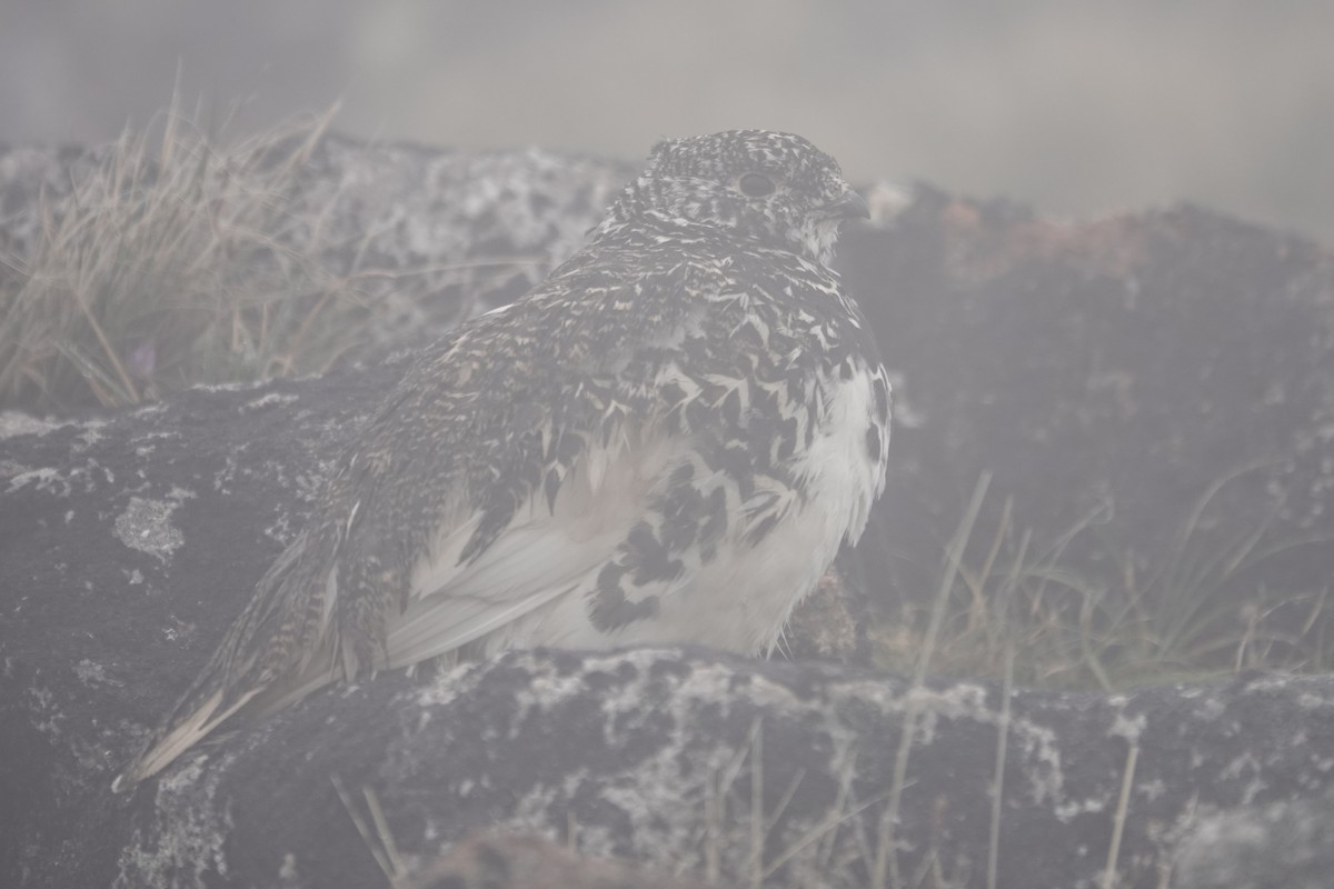 White-tailed Ptarmigan - ML268635131